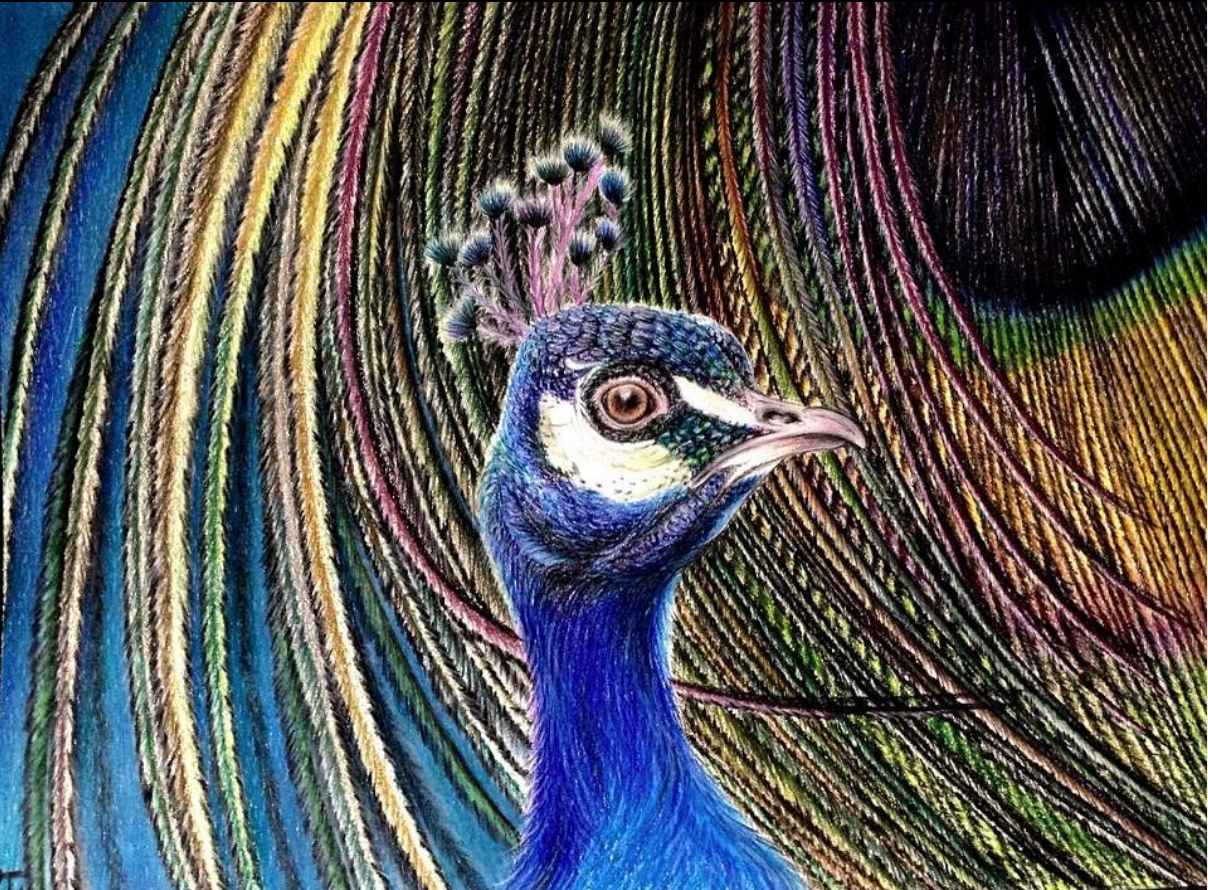 Peacock Artwork by Janki Chokshi