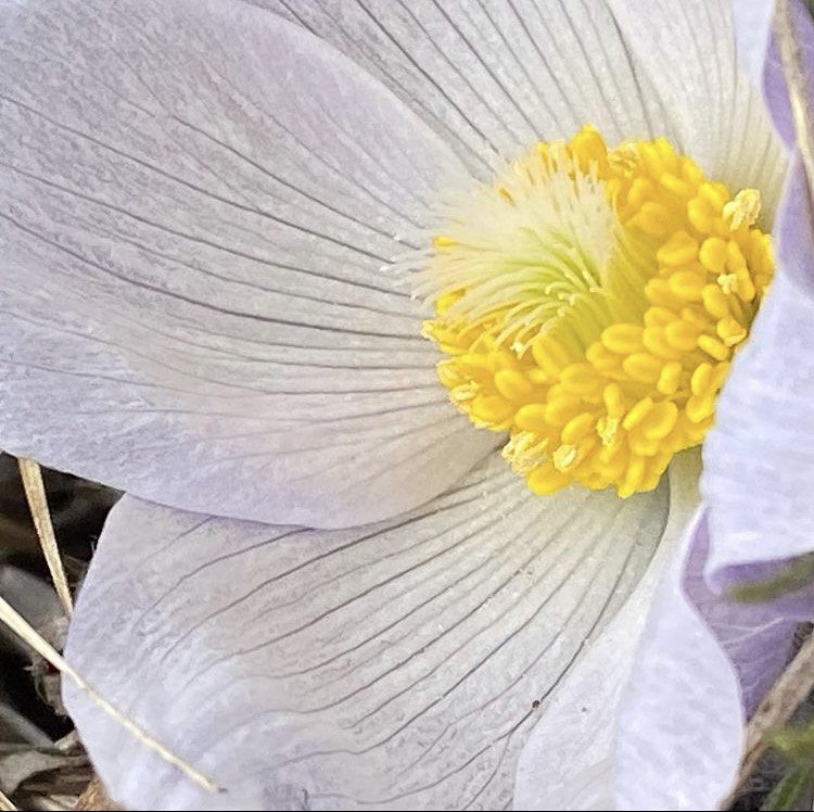 Flower Photography by Mavis Gauchier