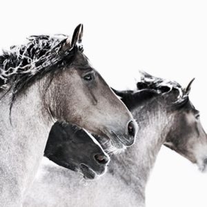 Photograph of horses by Cathy Simone
