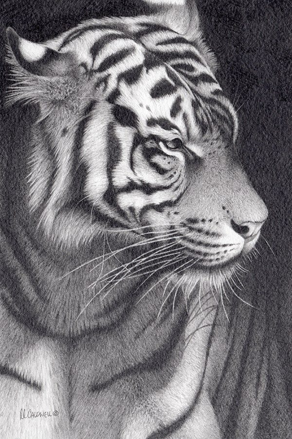 Whiskers_(Sumatran_Tiger)-min Artwork by Michaela Hoppe