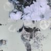 Flourish - Ghislaine Cleiren - Ghislaine Cleiren - Minnen