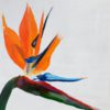 Flourish - Ghislaine Cleiren - Ghislaine Cleiren - Beauty in Colour