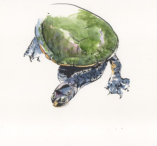 ink & watercolour painting of a turtle