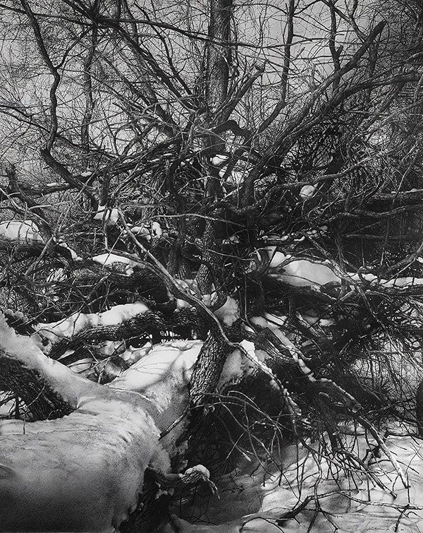 fallen tree in snow