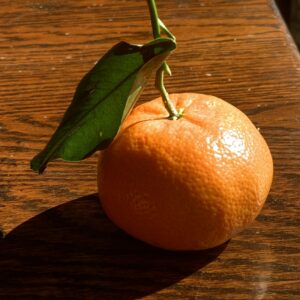 Michele Van Maurik Mentorship MG1036