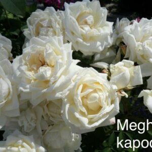 Megha Kapoor Mentorship MG1089